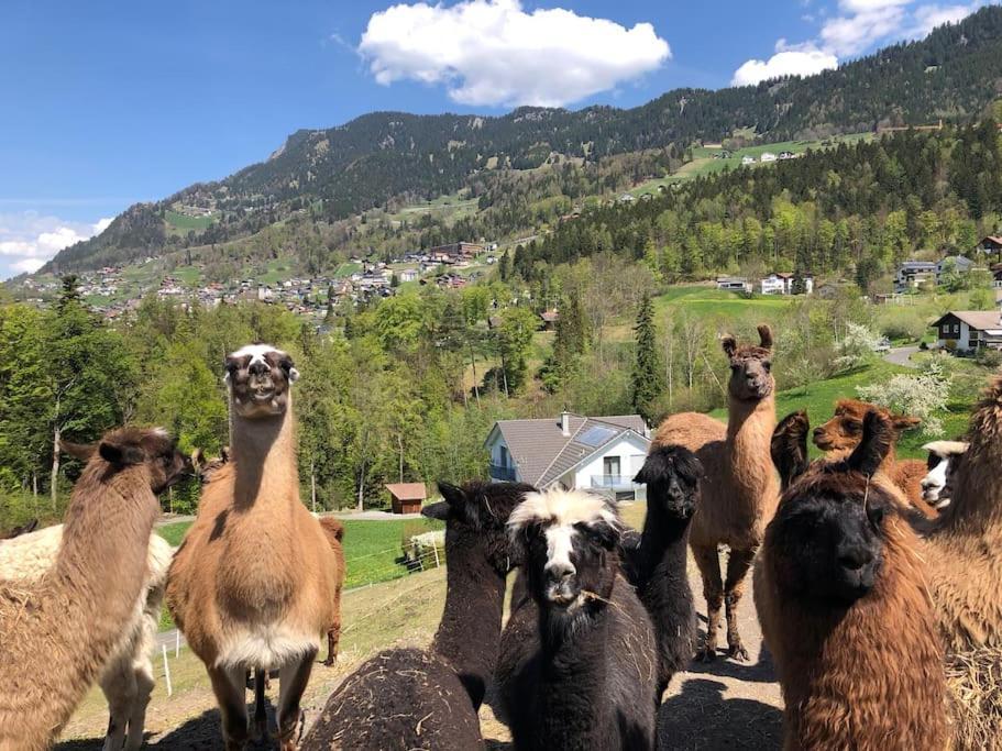 Jurte Beim Lama- & Alpakahof Triesenberg Hotel ภายนอก รูปภาพ