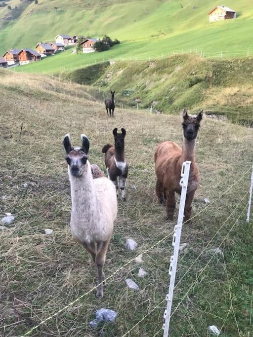 Jurte Beim Lama- & Alpakahof Triesenberg Hotel ภายนอก รูปภาพ