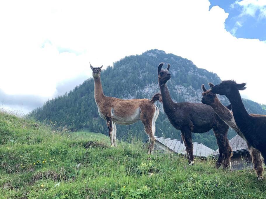 Jurte Beim Lama- & Alpakahof Triesenberg Hotel ภายนอก รูปภาพ