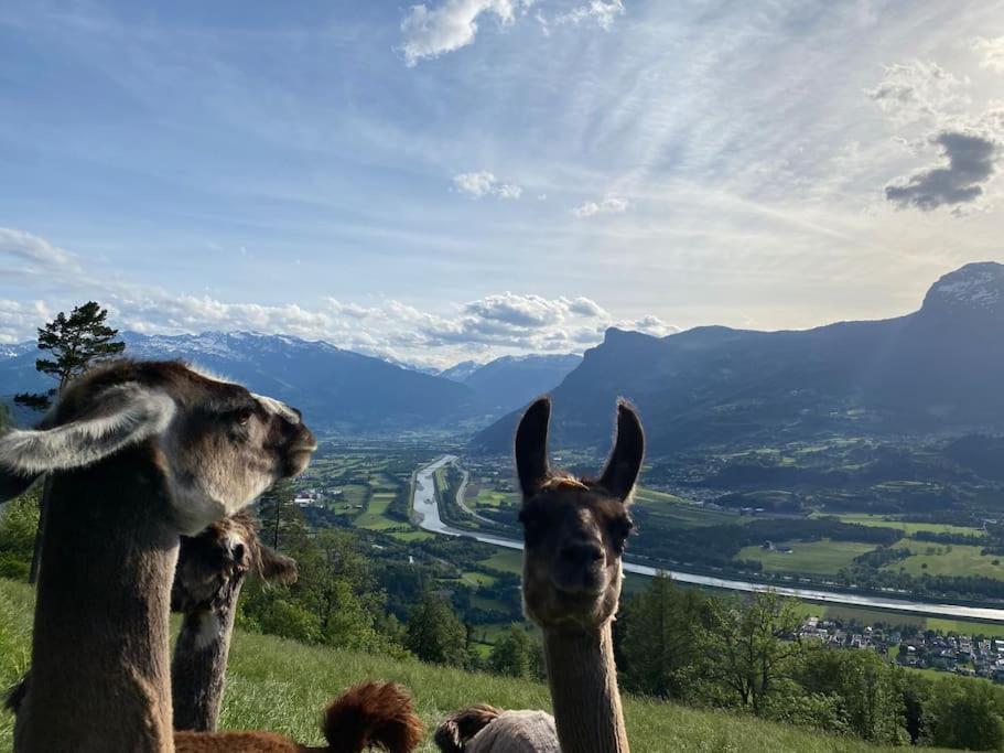 Jurte Beim Lama- & Alpakahof Triesenberg Hotel ภายนอก รูปภาพ